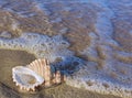 Beach shell in surf