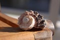 Beach Shell on wood