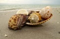 Beach Shells Royalty Free Stock Photo