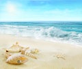 Beach with shells and pearl. Royalty Free Stock Photo