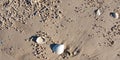 Beach Shells and Sand Balls. Frazer Island - West Coast