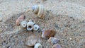 Beach Shells & Sand Royalty Free Stock Photo