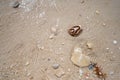 Beach shells sand dollar wave shell island Florida seaweed wallpaper Royalty Free Stock Photo