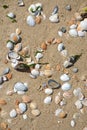 Beach shells in the sand with sunshine in the summer Royalty Free Stock Photo