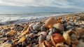 Beach with shells shining in the sun