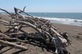 Beach shelter, made of driftwood Royalty Free Stock Photo