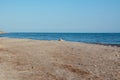 Beach on the shore of the ocean, the sea is a clear sunny summer Royalty Free Stock Photo