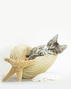 Beach side Tabby kitten in conch shell wearing pearls. Royalty Free Stock Photo