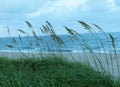 Beach Side Tall Grass