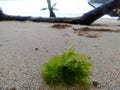 Beach simple view background