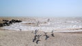 A beach with small seashells, waves on the sea, flying seagulls and seagulls that slowly walk along the beach Royalty Free Stock Photo