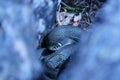 A beach snake in its burrow digesting its prey