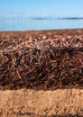 Beach soil covered by washed on algae