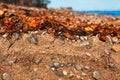 A beach soil on the isle of Fehmarn at the Baltic Sea
