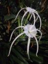 Beach spider lily or better known as & x22;bunga bakung& x22; & x28;Indonesian& x29; is a flower that has a unique shape Royalty Free Stock Photo