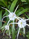 Beach spider lily flower blooming in the morning, hymenocallis littoralis Royalty Free Stock Photo