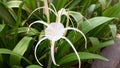 Beach spider lily flower footage