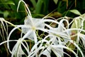 Beach spider lily flowers