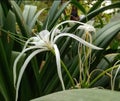 Beach spider lily rare image cover with plants