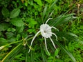 Beach spider lily, Troxistemon littorale, , Pancratium littorale, Hymenocallis littoralis