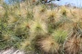 Beach spinifex Mandurah West Australia