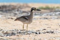 beach stone-curlew (Esacus magnirostris) Magnetic Island ,Australia