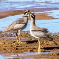 Beach Stone Curlews Royalty Free Stock Photo