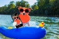 Beach summer dog selfie Royalty Free Stock Photo