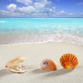 Beach summer vacation background shell pearl