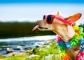 Beach summer vacation dog Royalty Free Stock Photo