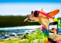 Beach summer vacation dog  selfie Royalty Free Stock Photo