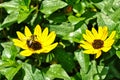 Beach sunflower