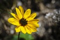 Beach Sunflower Royalty Free Stock Photo