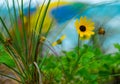 Beach sunflower (Helianthus debilis) in the garden Royalty Free Stock Photo