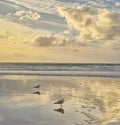 Beach, sunset and birds on the sand by the sea with clouds in the blue sky for travel. Nature, summer and animals by the Royalty Free Stock Photo