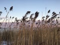 Beach sunset cat tails Royalty Free Stock Photo