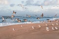 Beach at sunset and flock of birds, pelicans and seagulls