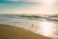 Beach sunset at high tide, and silhouette of bird. Soft light, tranquil scene Royalty Free Stock Photo