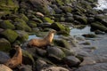 Beach sunset landscape of Southern California wildlife. Female sea lions sit on algae covered rocks on the shore of La Jolla in