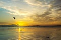 Beach sunset with sea gull silhouette, Western Cape, South Africa.