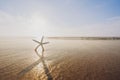 Beach sunset and starfish, soft yellow-blue sunlight with beautiful sun reflections on golden sand, copy space Royalty Free Stock Photo
