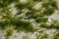 Beach textures seaweed on a sand beach Royalty Free Stock Photo