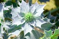 Beach thistle Royalty Free Stock Photo