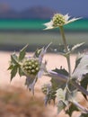 Beach thistle close-up Royalty Free Stock Photo