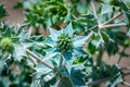 Beach Thistle, Close-up at Thistle in bloom. Royalty Free Stock Photo