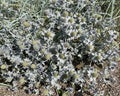 Beach thistle, Eryngium maritimum Royalty Free Stock Photo