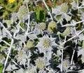 Beach thistle, Eryngium maritimum Royalty Free Stock Photo