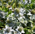 Beach thistle, Eryngium maritimum Royalty Free Stock Photo