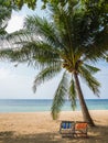 Beach trampolineand Coconut Tree