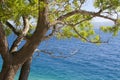 Beach with tree